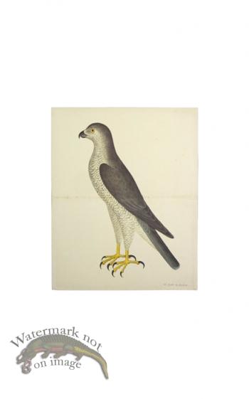 GOSHAWK MALE . PL 31